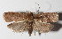  ( - 15-SRNP-147)  @13 [ ] CreativeCommons  Attribution Non-Commercial Share-Alike (2016) Unspecified Guanacaste Dry Forest Conservation Fund