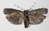 (Antaeotricha ianthinaEPR01 - 15-SRNP-156)  @14 [ ] CreativeCommons  Attribution Non-Commercial Share-Alike (2016) Unspecified Guanacaste Dry Forest Conservation Fund