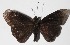  ( - 15-SRNP-1568)  @14 [ ] CreativeCommons  Attribution Non-Commercial Share-Alike (2016) Unspecified Guanacaste Dry Forest Conservation Fund