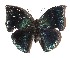  ( - 15-SRNP-2170)  @14 [ ] CreativeCommons  Attribution Non-Commercial Share-Alike (2017) Daniel H. Janzen Guanacaste Dry Forest Conservation Fund