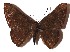  ( - 15-SRNP-21858)  @14 [ ] CreativeCommons  Attribution Non-Commercial Share-Alike (2017) Daniel H. Janzen Guanacaste Dry Forest Conservation Fund