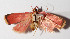  (elachBioLep01 BioLep109 - 15-SRNP-30000)  @14 [ ] CreativeCommons  Attribution Non-Commercial Share-Alike (2016) Unspecified Guanacaste Dry Forest Conservation Fund