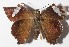  ( - 15-SRNP-30260)  @11 [ ] CreativeCommons  Attribution Non-Commercial Share-Alike (2016) Unspecified Guanacaste Dry Forest Conservation Fund