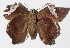  ( - 15-SRNP-30260)  @11 [ ] CreativeCommons  Attribution Non-Commercial Share-Alike (2016) Unspecified Guanacaste Dry Forest Conservation Fund