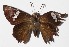  ( - 15-SRNP-30283)  @11 [ ] CreativeCommons  Attribution Non-Commercial Share-Alike (2016) Unspecified Guanacaste Dry Forest Conservation Fund