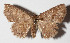  ( - 15-SRNP-30487)  @11 [ ] CreativeCommons  Attribution Non-Commercial Share-Alike (2016) Unspecified Guanacaste Dry Forest Conservation Fund