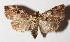  ( - 15-SRNP-30541)  @14 [ ] CreativeCommons  Attribution Non-Commercial Share-Alike (2016) Unspecified Guanacaste Dry Forest Conservation Fund