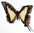  ( - 15-SRNP-30548)  @13 [ ] CreativeCommons  Attribution Non-Commercial Share-Alike (2017) Daniel H. Janzen Guanacaste Dry Forest Conservation Fund