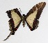  ( - 15-SRNP-30548)  @13 [ ] CreativeCommons  Attribution Non-Commercial Share-Alike (2017) Daniel H. Janzen Guanacaste Dry Forest Conservation Fund