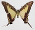  ( - 15-SRNP-30549)  @13 [ ] CreativeCommons  Attribution Non-Commercial Share-Alike (2016) Unspecified Guanacaste Dry Forest Conservation Fund