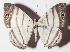  ( - 15-SRNP-30626)  @14 [ ] CreativeCommons  Attribution Non-Commercial Share-Alike (2016) Unspecified Guanacaste Dry Forest Conservation Fund