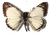  ( - 15-SRNP-30808)  @14 [ ] CreativeCommons  Attribution Non-Commercial Share-Alike (2016) Unspecified Guanacaste Dry Forest Conservation Fund