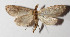  ( - 15-SRNP-30890)  @11 [ ] CreativeCommons  Attribution Non-Commercial Share-Alike (2016) Unspecified Guanacaste Dry Forest Conservation Fund
