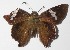  ( - 15-SRNP-30957)  @11 [ ] CreativeCommons  Attribution Non-Commercial Share-Alike (2016) Unspecified Guanacaste Dry Forest Conservation Fund