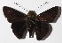  ( - 15-SRNP-30963)  @15 [ ] CreativeCommons  Attribution Non-Commercial Share-Alike (2016) Unspecified Guanacaste Dry Forest Conservation Fund