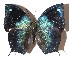  ( - 15-SRNP-31019)  @13 [ ] CreativeCommons  Attribution Non-Commercial Share-Alike (2017) Daniel H. Janzen Guanacaste Dry Forest Conservation Fund