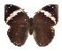  (Opsiphanes zelotes - 15-SRNP-32082)  @15 [ ] CreativeCommons  Attribution Non-Commercial Share-Alike (2017) Daniel H. Janzen Guanacaste Dry Forest Conservation Fund