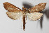  (Aponia BioLep468 - 15-SRNP-40225)  @14 [ ] CreativeCommons  Attribution Non-Commercial Share-Alike (2016) Unspecified Guanacaste Dry Forest Conservation Fund