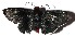  ( - 15-SRNP-40608)  @11 [ ] CreativeCommons  Attribution Non-Commercial Share-Alike (2017) Daniel H. Janzen Guanacaste Dry Forest Conservation Fund