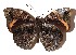  ( - 15-SRNP-40779)  @14 [ ] CreativeCommons  Attribution Non-Commercial Share-Alike (2017) Daniel H. Janzen Guanacaste Dry Forest Conservation Fund