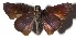  ( - 15-SRNP-41039)  @13 [ ] CreativeCommons  Attribution Non-Commercial Share-Alike (2016) Unspecified Guanacaste Dry Forest Conservation Fund