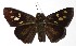  ( - 15-SRNP-41168)  @14 [ ] CreativeCommons  Attribution Non-Commercial Share-Alike (2017) Daniel H. Janzen Guanacaste Dry Forest Conservation Fund