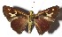  ( - 15-SRNP-41168)  @14 [ ] CreativeCommons  Attribution Non-Commercial Share-Alike (2017) Daniel H. Janzen Guanacaste Dry Forest Conservation Fund