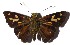  ( - 15-SRNP-41169)  @14 [ ] CreativeCommons  Attribution Non-Commercial Share-Alike (2017) Daniel H. Janzen Guanacaste Dry Forest Conservation Fund