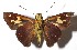  ( - 15-SRNP-41169)  @14 [ ] CreativeCommons  Attribution Non-Commercial Share-Alike (2017) Daniel H. Janzen Guanacaste Dry Forest Conservation Fund