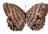  ( - 15-SRNP-46021)  @14 [ ] CreativeCommons  Attribution Non-Commercial Share-Alike (2017) Daniel H. Janzen Guanacaste Dry Forest Conservation Fund