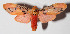  ( - 15-SRNP-55125)  @14 [ ] CreativeCommons  Attribution Non-Commercial Share-Alike (2016) Unspecified Guanacaste Dry Forest Conservation Fund