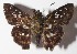 ( - 15-SRNP-55417)  @13 [ ] CreativeCommons  Attribution Non-Commercial Share-Alike (2016) Unspecified Guanacaste Dry Forest Conservation Fund