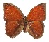  ( - 15-SRNP-55876)  @13 [ ] CreativeCommons  Attribution Non-Commercial Share-Alike (2017) Daniel H. Janzen Guanacaste Dry Forest Conservation Fund