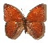  ( - 15-SRNP-56099)  @13 [ ] CreativeCommons  Attribution Non-Commercial Share-Alike (2017) Daniel H. Janzen Guanacaste Dry Forest Conservation Fund