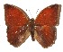  ( - 15-SRNP-56125)  @13 [ ] CreativeCommons  Attribution Non-Commercial Share-Alike (2017) Daniel H. Janzen Guanacaste Dry Forest Conservation Fund