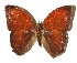  ( - 15-SRNP-56181)  @13 [ ] CreativeCommons  Attribution Non-Commercial Share-Alike (2017) Daniel H. Janzen Guanacaste Dry Forest Conservation Fund