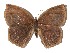  ( - 15-SRNP-56246)  @13 [ ] CreativeCommons  Attribution Non-Commercial Share-Alike (2017) Daniel H. Janzen Guanacaste Dry Forest Conservation Fund