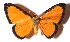  ( - 15-SRNP-65067)  @13 [ ] CreativeCommons  Attribution Non-Commercial Share-Alike (2017) Daniel H. Janzen Guanacaste Dry Forest Conservation Fund