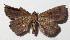  ( - 15-SRNP-70042)  @13 [ ] CreativeCommons  Attribution Non-Commercial Share-Alike (2016) Unspecified Guanacaste Dry Forest Conservation Fund