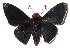  ( - 15-SRNP-71089)  @14 [ ] CreativeCommons  Attribution Non-Commercial Share-Alike (2017) Daniel H. Janzen Guanacaste Dry Forest Conservation Fund