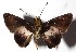  ( - 15-SRNP-71132)  @13 [ ] CreativeCommons  Attribution Non-Commercial Share-Alike (2017) Daniel H. Janzen Guanacaste Dry Forest Conservation Fund