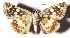  ( - 15-SRNP-75548)  @14 [ ] CreativeCommons  Attribution Non-Commercial Share-Alike (2017) Daniel H. Janzen Guanacaste Dry Forest Conservation Fund