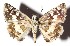  ( - 15-SRNP-75551)  @14 [ ] CreativeCommons  Attribution Non-Commercial Share-Alike (2017) Daniel H. Janzen Guanacaste Dry Forest Conservation Fund