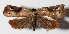 ( - 15-SRNP-80076)  @13 [ ] CreativeCommons  Attribution Non-Commercial Share-Alike (2016) Unspecified Guanacaste Dry Forest Conservation Fund