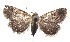  ( - 16-SRNP-102174)  @14 [ ] CreativeCommons  Attribution Non-Commercial Share-Alike (2017) Daniel H. Janzen Guanacaste Dry Forest Conservation Fund