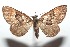  (Psaliodes BioLep2264 - 16-SRNP-102264)  @13 [ ] CreativeCommons  Attribution Non-Commercial Share-Alike (2017) Daniel H. Janzen Guanacaste Dry Forest Conservation Fund