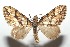  ( - 16-SRNP-102265)  @14 [ ] CreativeCommons  Attribution Non-Commercial Share-Alike (2017) Daniel H. Janzen Guanacaste Dry Forest Conservation Fund