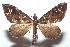  (Psaliodes BioLep2267 - 16-SRNP-102267)  @14 [ ] CreativeCommons  Attribution Non-Commercial Share-Alike (2017) Daniel H. Janzen Guanacaste Dry Forest Conservation Fund