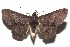  ( - 16-SRNP-102306)  @15 [ ] CreativeCommons  Attribution Non-Commercial Share-Alike (2017) Daniel H. Janzen Guanacaste Dry Forest Conservation Fund