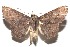  ( - 16-SRNP-102307)  @14 [ ] CreativeCommons  Attribution Non-Commercial Share-Alike (2017) Daniel H. Janzen Guanacaste Dry Forest Conservation Fund